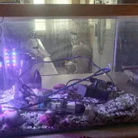 آکواریوم  با لوازم