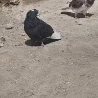 گمشده|پرنده|پاکدشت, پاکدشت (مامازند)|دیوار