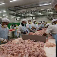 استخدام کارگر قطعه بندی مرغ