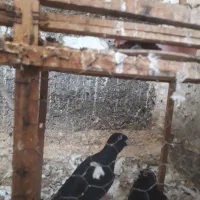 کبوتر غره سوری اصل|پرنده|سمنان, |دیوار