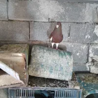 دوتا چپ سرخ رنگ خونی دوتاشم نر جهت فروش