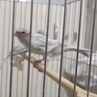 قناری رنگ خاص و کمیاب جفت