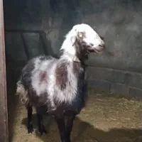 فروش قوچ همو و هترو ویژه گله جهت اصلاح نژاد