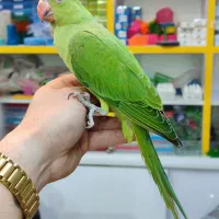 طوطی ملنگو سخنگو|پرنده|اردبیل, |دیوار