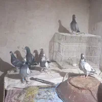 کبوتر قارقا