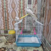 پرنده زینتی|پرنده|خاش, |دیوار