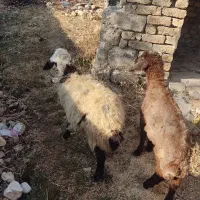 2عدد بره یکی نره یکی ماده سالم خوش خوراک.|حیوانات مزرعه|سیلوانه, |دیوار
