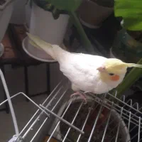 عروس هلندی سالم|پرنده|خنداب, |دیوار