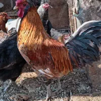 سه عدد خروس گلین