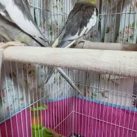 عروس نر ۴۵۰|پرنده|لاهیجان, شیشه گران|دیوار