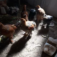 چند مرغ برهمایی وپاپری جهت فروش|حیوانات مزرعه|پاسارگاد, |دیوار