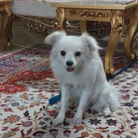 سگ پامر اشپیتز روباهی|سگ|ری, فیروزآباد|دیوار