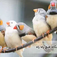 ۳۰عدد مرغ عشق و انواع فنچ|پرنده|ایذه, |دیوار