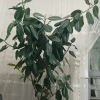 گل آپارتمانی