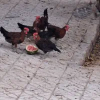 ۵ عدد جوجه خروس ۷ ماهه
