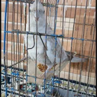 یک جفت عروس هلندی خوش رنگ