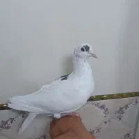 کبوتر  ماده پلاکی