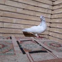 کفتر نر|پرنده|اصفهان, کوی امیریه|دیوار