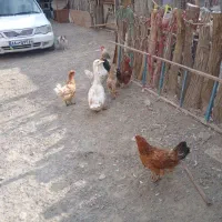 مرغ و خروس|حیوانات مزرعه|کرج, شهرک سهرابیه|دیوار