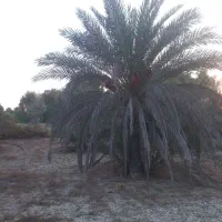 فروش-نخلستان-در-منطقه-ای-گردشگری-صفاآباد-کورزین