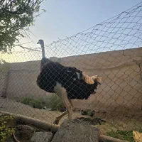 شترمرغ مولد نر ۴سال تخمی وگوشتی|حیوانات مزرعه|کرمان, |دیوار