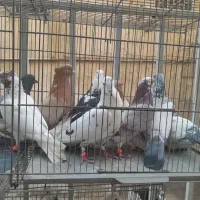 کفتر|پرنده|کرج, حیدرآباد|دیوار