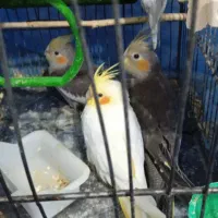 عروس هلندی|پرنده|سردرود, |دیوار