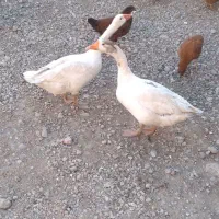 دو عدد غاز محلی|حیوانات مزرعه|اردبیل, |دیوار