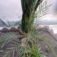 گل با گلدان|گل و گیاه طبیعی|اهر, |دیوار