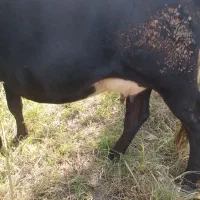 گاو گیل دورگ نزدیک زایمان|حیوانات مزرعه|لاهیجان, لفمجان|دیوار