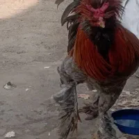 فروش خروس خشکل