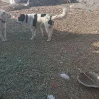 سگ دهن پاک گوسفندی