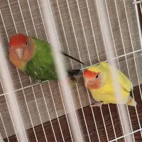 طوطی برزیلی مولد تضمینی با تخم