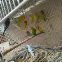 طوطی برزیلی،مرغ عشق اسپانگل،مرغ عشق با جوجه|پرنده|شیراز, ده پیاله|دیوار