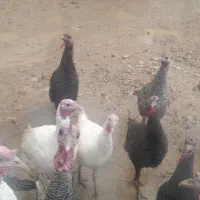 بوقلمون نر ومادع|حیوانات مزرعه|ماهیدشت, |دیوار