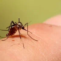 سمپاشی تضمینی و تخصصی سوسک موش و ..|خدمات نظافت|یزد, |دیوار