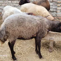 یک راس شیشک جنس اصل|حیوانات مزرعه|گمیشان, |دیوار