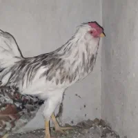 یک جفت مرغ و خروس گلین
