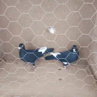 قاراسیا|پرنده|قزوین, |دیوار