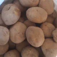 سیب زمینی مغز زرد اگریا