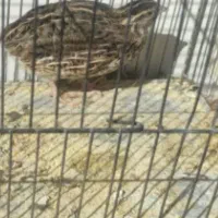 جوجه بلدرچین