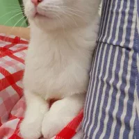 واگذاری گربه|گربه|بندر انزلی, کوی بهار|دیوار