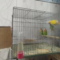 پرنده طوطی برزیلی