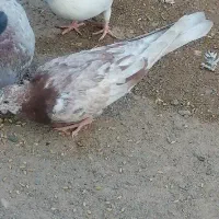 چندتا کفتر بازی کن وپرش بالا|پرنده|فهرج, |دیوار