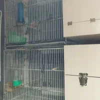 دوجفت گرینچیک کوتوله یووینگ ابریشم