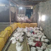 مرغ گوشتی شهرستان مرغ تخمی موجوده