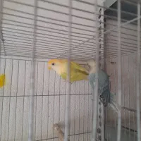 طوطی برزیلی(معاوضه)