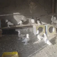 طوقی به شرط