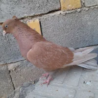 ۳ تا کبوتر سیاتی کرز و سمن|پرنده|ماهیدشت, |دیوار