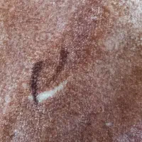 پالازموکت ۱۲متری پرزبلند|موکت|ورامین, ورامین|دیوار